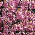 Nos cerisiers du Japon ont été abattus. Aidez-nous... 