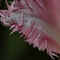 Curiosité 5
