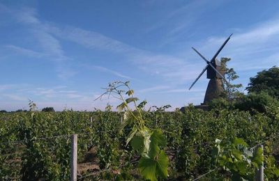 6è Paulée de l'Anjou noir, Bonnezeaux