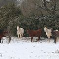 Chevaux : Le Mas et ses environs