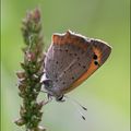 Lycaena phlaeas 4