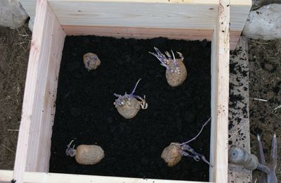 La tour à patates #1 - TEST - Allô quoi t'es une patate et t'as pas ta tour !? -2013-