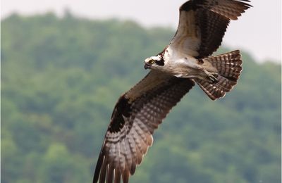 Carnet de voyage - Wash et les balbuzards pêcheurs (photos)