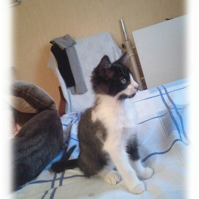 Chat-pitre 12 : Celui qui était nouveau