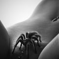 "Je ne peux pas, dit l'araignée : j'épigyne ". Sur l'exosquelette devant le sillon épigastrique entre les plaques épigastro.