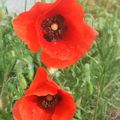 Coquelicots