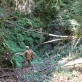 Chaude journée dans la forêt de Callong