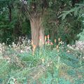 Kniphofia ou Tritoma,