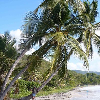 la martinique suite 1