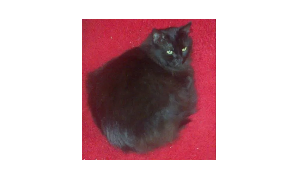 DIAMANT ou la beauté d'un chat noir