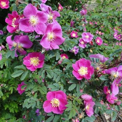 Vous reprendrez bien des roses?