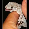 Geckos