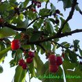 Premières cerises et clafoutis