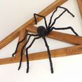Une araignée venue d'ailleurs -  A spider come moreover