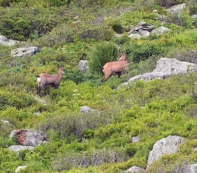 Contamines-Monjoie - Refuge du tré de la tête
