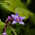 Spathoglottis plicata (Spathoglottis) - Martinique