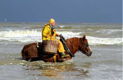 Du galop d’un cheval au repos du guerrier selon toute apparence