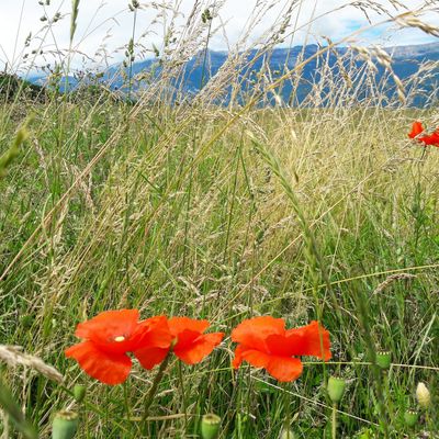 Haute Jarrie - 6 juin