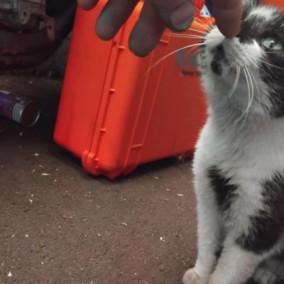 [GRIF' Abrite] La Miss, chatte d'atelier et son Sylvain