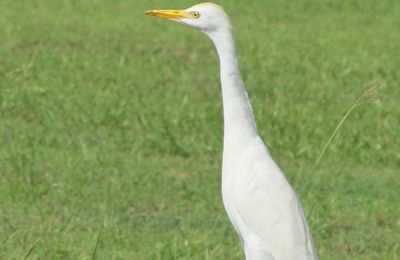 le heron garde boeuf en Martinique