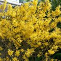 forsythia