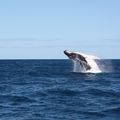 Sortie baleines baie de Prony