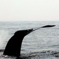 Baleines, Baie de Fundy