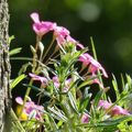 MES PHOTOS PRINTEMPS 2025