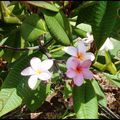 FLEURS DE FRANGIPANIER ....