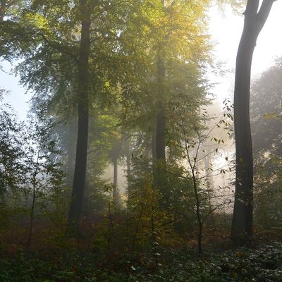 Dans le bois (novembre 2017)