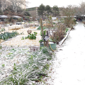 Jardin sous la neige