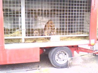 le cirque est en ville