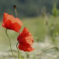 Coquelicots