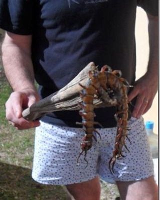 Scolopendre… pour Cora.