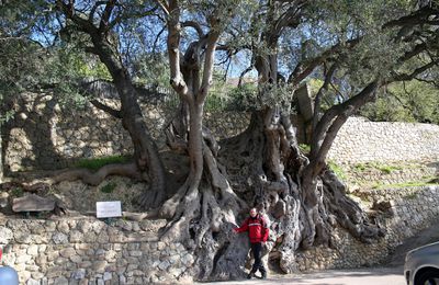 L'OLIVIER DE ROQUEBRUNE CAP MARTIN, SANS DOUTE UN DES PLUS VIEUX ARBRES D'EUROPE. 16 JANVIER 2017.