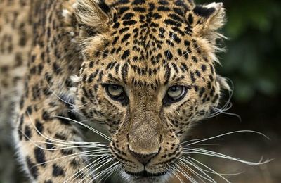 Big cats by Colin Langford