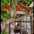 LA MAISON DANS L'ARBRE OU L'ARBRE DANS LA MAISON