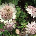 Astrantia 'Buckland'