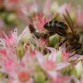 Les visiteurs ailés , abeille à miel et bourdon