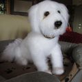 Chien, Coton de Tuléar d'après Amber Craft Store