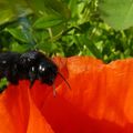 Xylocope sur pavot, gros zonzon sur gros coquelicot