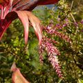 Fleurs de Cordyline