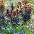 Euphorbia 'Blackbird' et Muscari 'Ocean Magic'