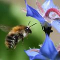 Les abeilles se raréfient, les ruches se vident, les abeilles meurent, mais sans abeilles, sans insectes, que ferons-nous ?