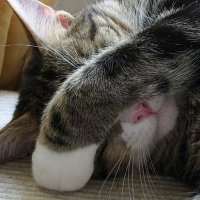 Mais où se cachent t'ils ?