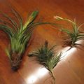 tillandsia