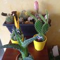 Mes mini-cactus