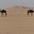 Sultanat d'Oman - Djebel Samhan - cité d'Ubar et arrivée dans le Rub al Khali