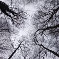 Promenade en forêt de Soignes