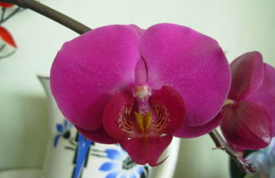 orchidées!!!